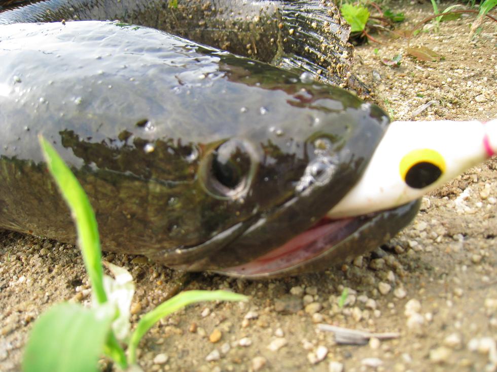 雷魚 魚 英語