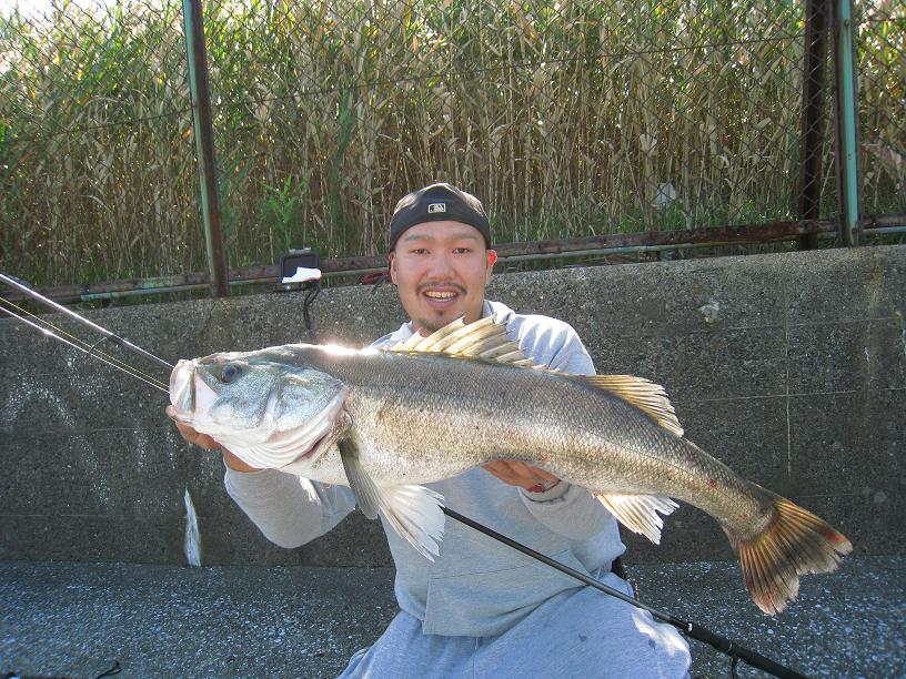 100 Epic Best多摩川 アリゲーターガー すべての魚の画像