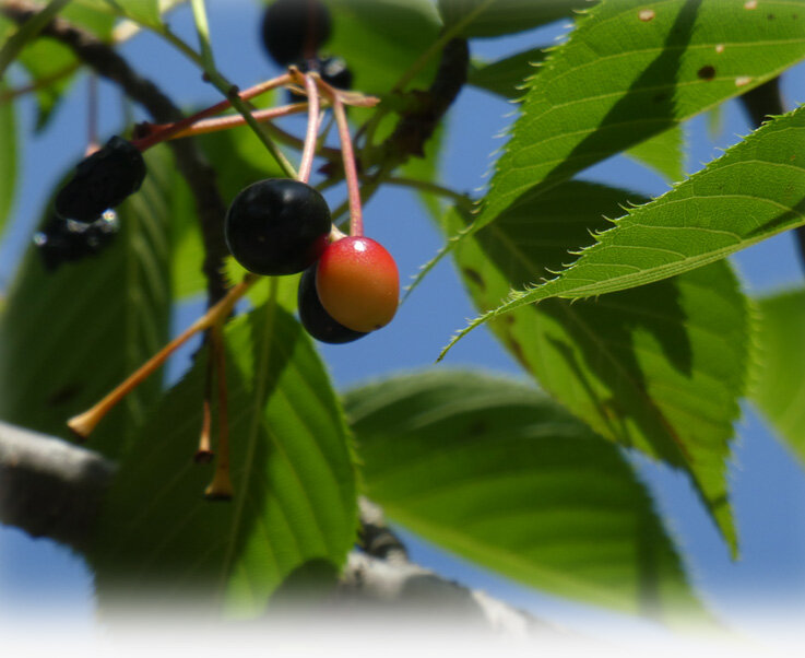 21年06月03日 すずめとヒヨドリの解放区 続き