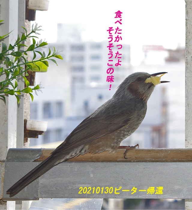 0130kaeru