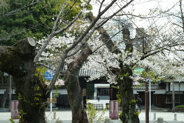 0403sakura02