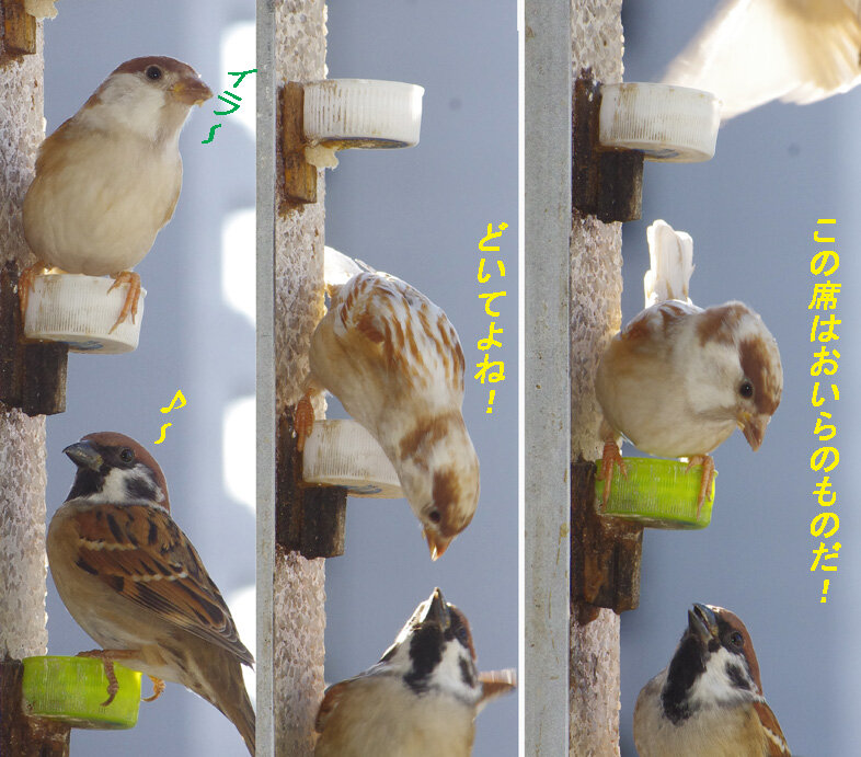 11月５日 天高くスズメ太る秋 すずめとヒヨドリの解放区 続き