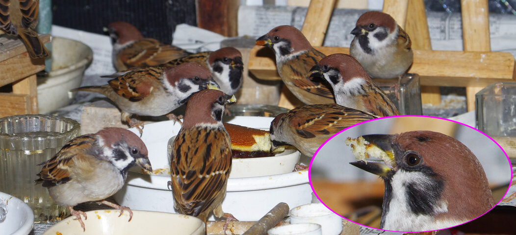 １２月５日 寒い日です すずめとヒヨドリの解放区 続き