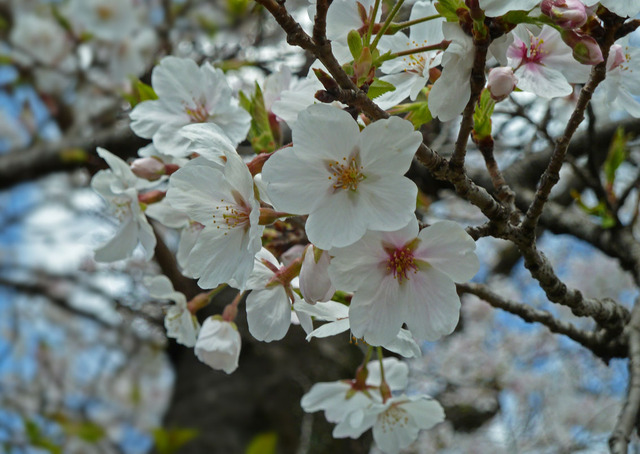 0403sakura03
