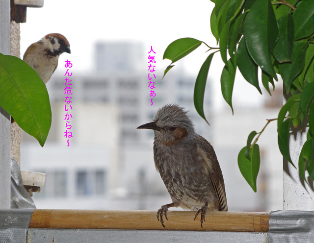 0715ninki