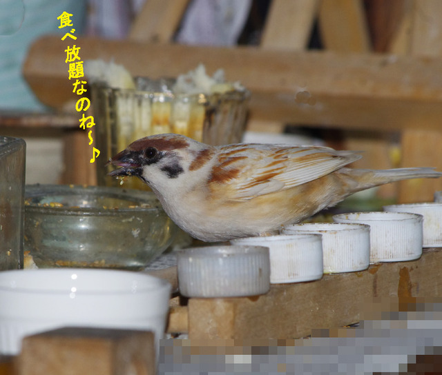 0328tabehouidai