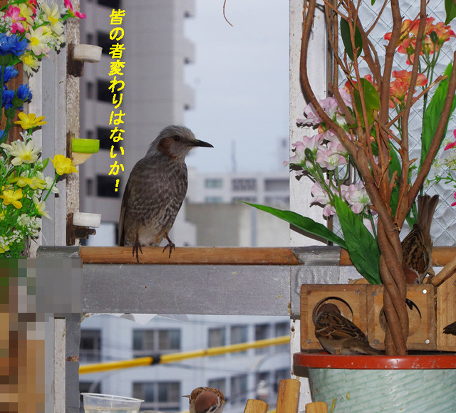 0328mimawari
