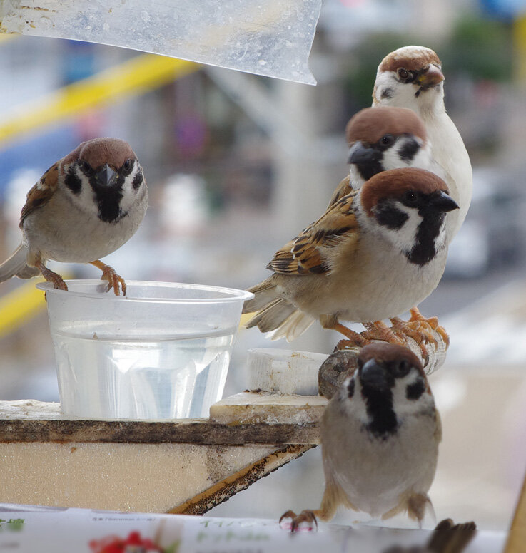 すずめとヒヨドリの解放区 続き