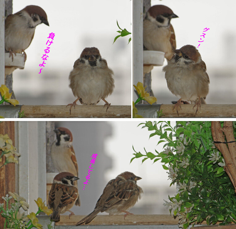 すずめとヒヨドリの解放区 続き