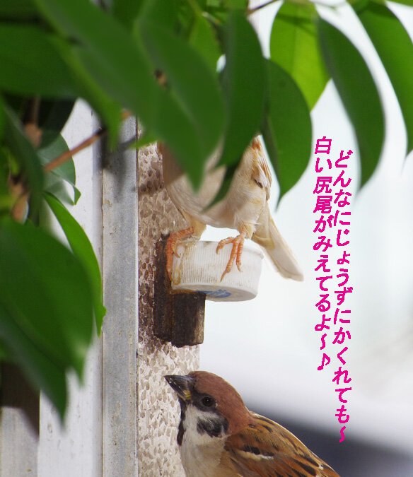 1002kakurenbo