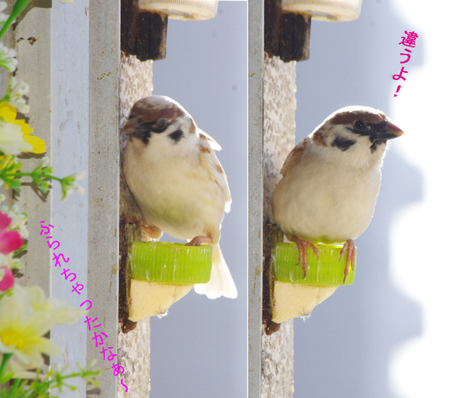 0408furare