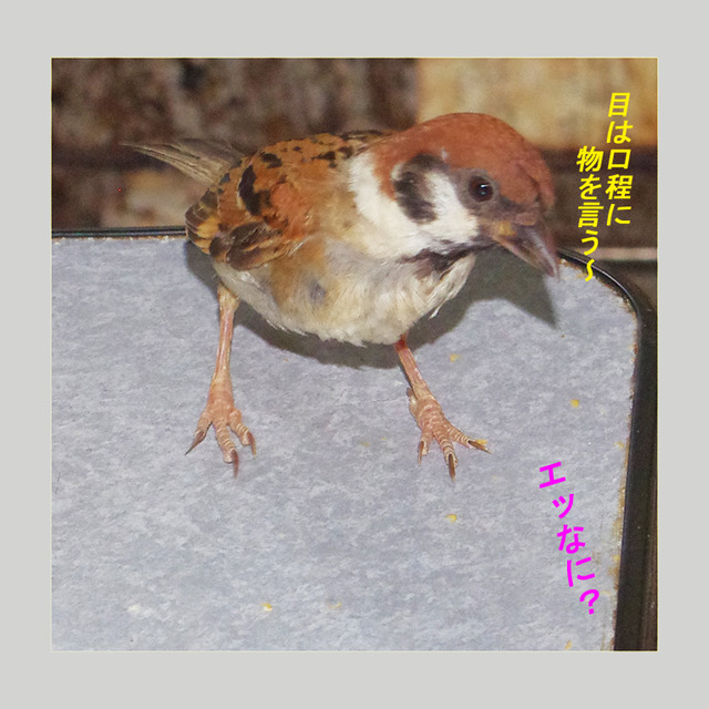 0810nani