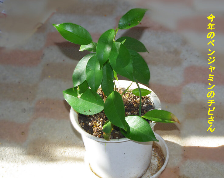 10月4日 お昼は間に合わないよ すずめとヒヨドリの解放区 続き