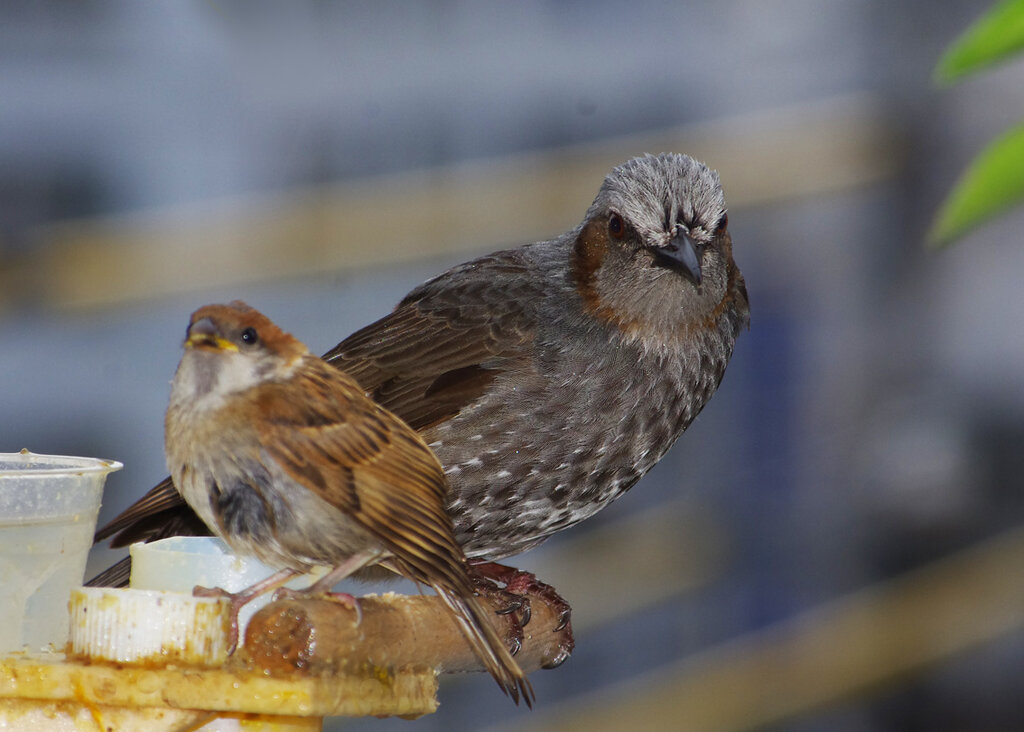 ５月１６日 小雨続く すずめとヒヨドリの解放区 続き