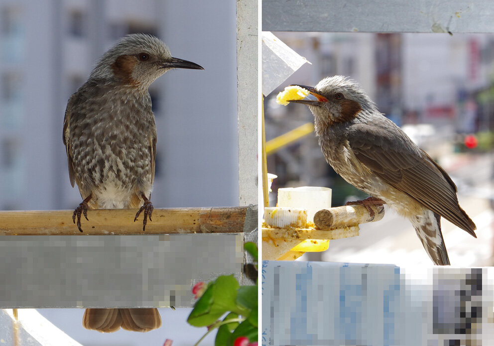 ５月１１日 ピーカン風強い すずめとヒヨドリの解放区 続き