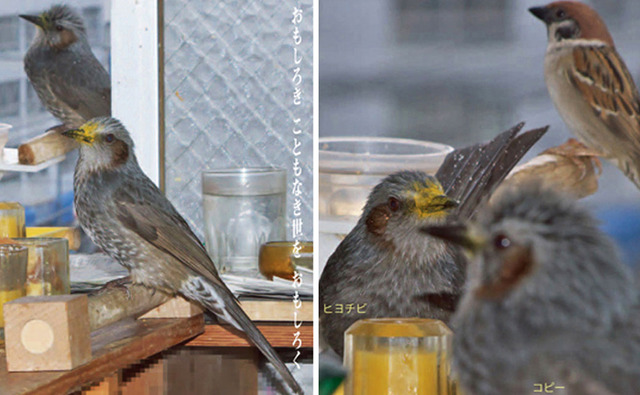 コピー君の彼女2