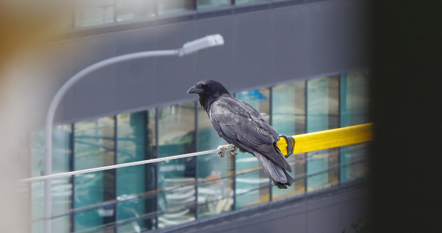 3月3日 花粉飛ぶ V すずめとヒヨドリの解放区 続き