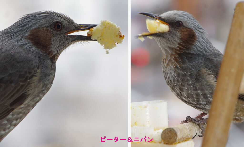 3月3日 花粉飛ぶ V すずめとヒヨドリの解放区 続き 3月3日 花粉飛ぶ V すずめとヒヨドリの解放区 続き