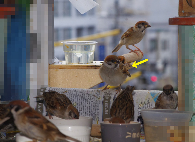 8月17日 強い雨が降ったり止んだり すずめとヒヨドリの解放区 続き 8月17日 強い雨が降ったり止んだり すずめとヒヨドリの解放区 続き
