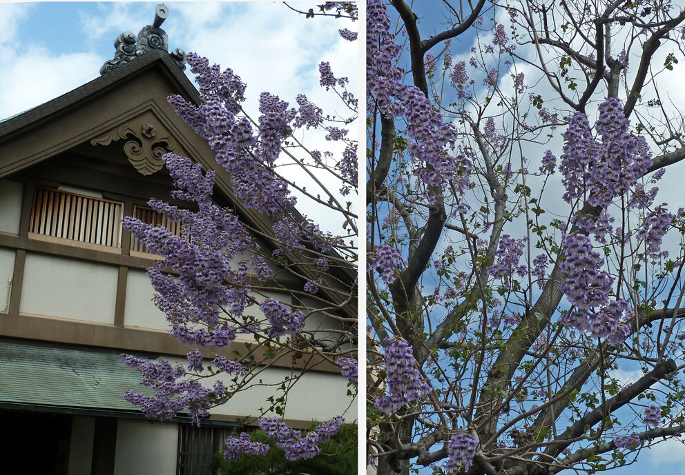 4月２3日 桐の花咲く すずめとヒヨドリの解放区 続き
