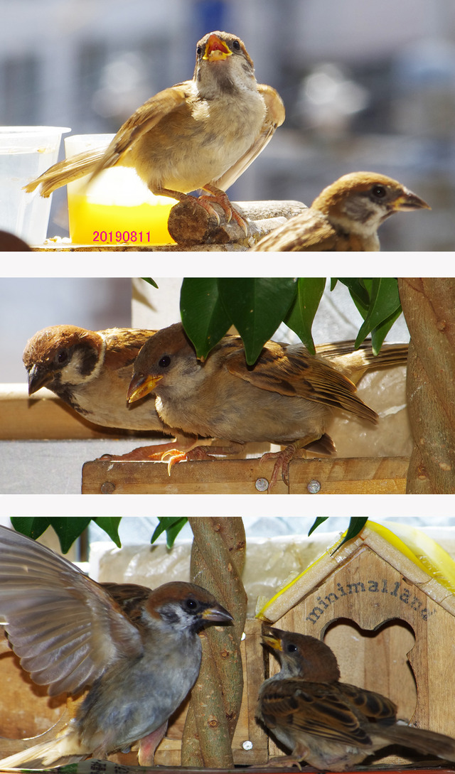 0811natuhina