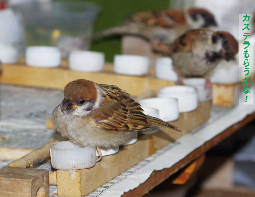 ７月２５日 お父さんはバテバテ すずめとヒヨドリの解放区 続き