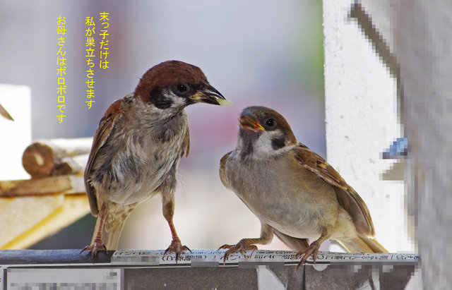 19年09月08日 すずめとヒヨドリの解放区 続き