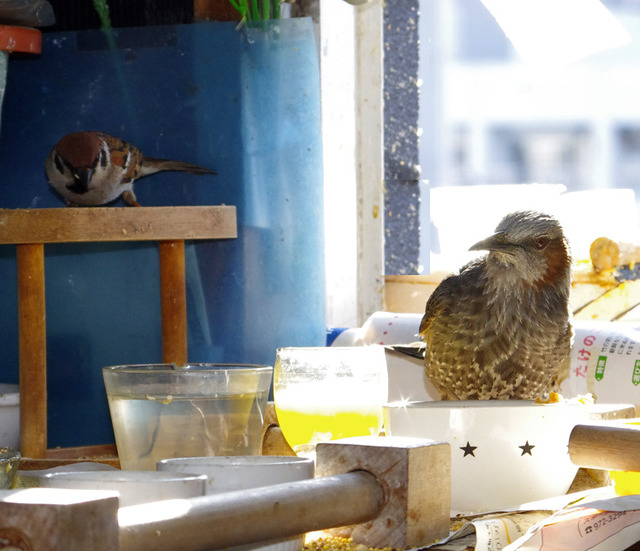 IMGP4423.jptomodatig