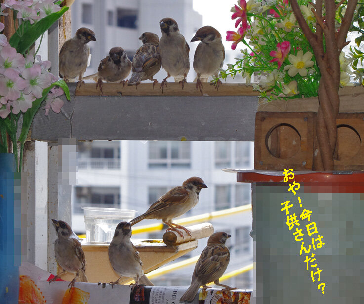 すずめとヒヨドリの解放区 続き すずめとヒヨドリの解放区 続き