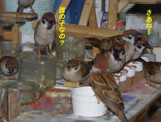 0505darenoko