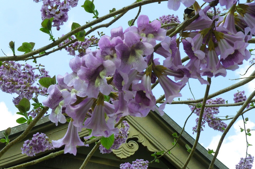 4月２3日 桐の花咲く すずめとヒヨドリの解放区 続き