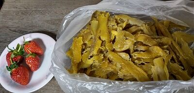 スズメの来訪 一日中出歩く スズメの来訪 一日中出歩く