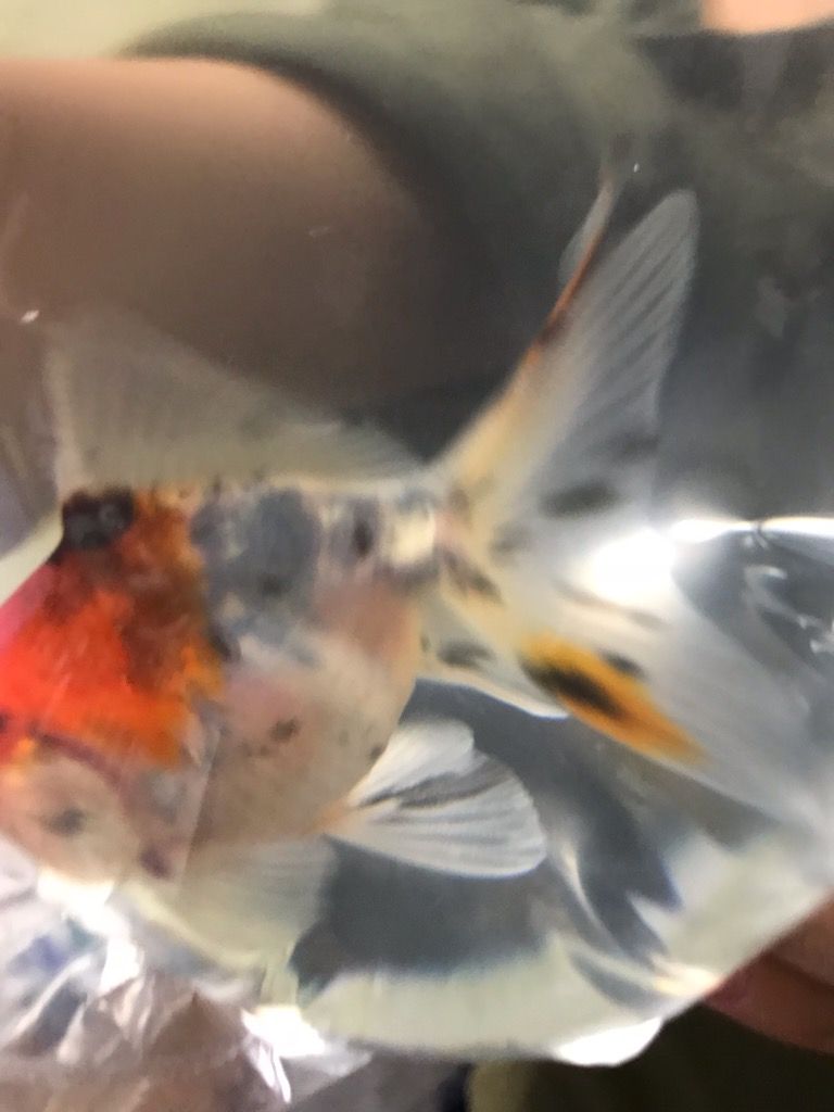 金魚にまつわるエトセトラ Viva バツイチ 金魚にまつわるエトセトラ Viva バツイチ