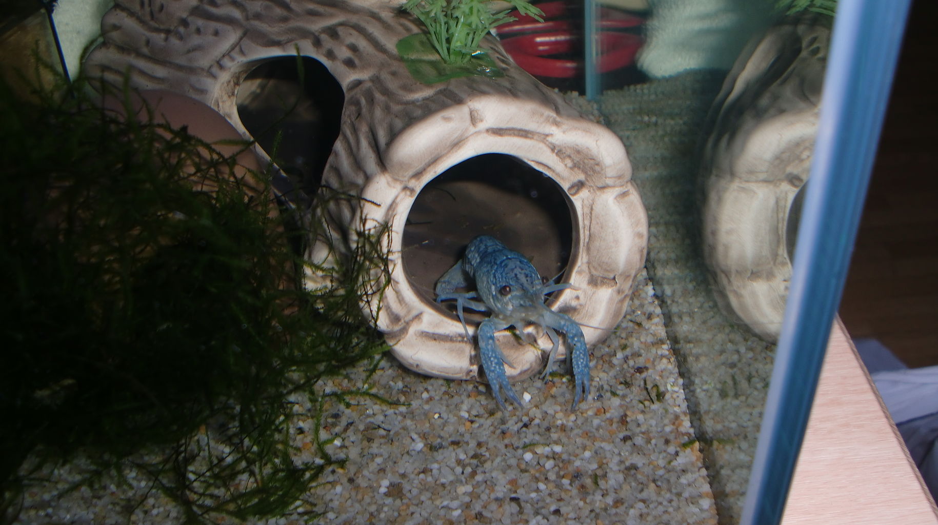 あ 青ザリガニ飼い始めました からあげさん ツチホゼリ 鈴菜日記 あ 青ザリガニ飼い始めました からあげさん ツチホゼリ 鈴菜日記