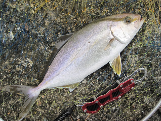 16年 茨城のライトタックルフィッシング 爆釣 ショゴゲーム Oh Shiny Days Suzu Satellite