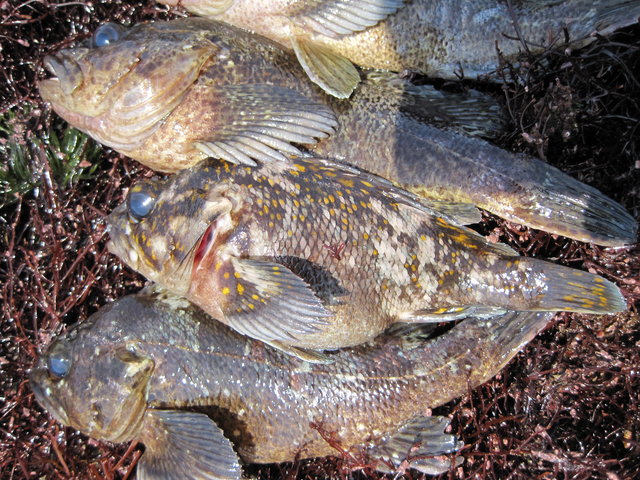 17年 茨城のロックフィッシュ 穴釣りでオウゴンムラソイ登場 Oh Shiny Days Suzu Satellite