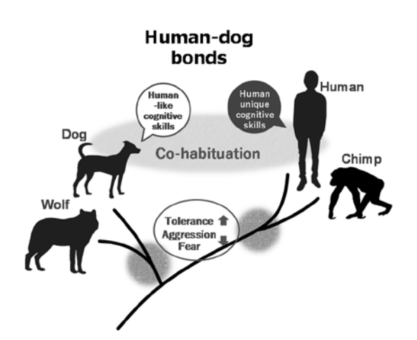 オキシトシンによるヒトとイヌの関係性