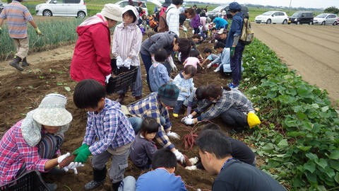 さつまいも掘り大会 006
