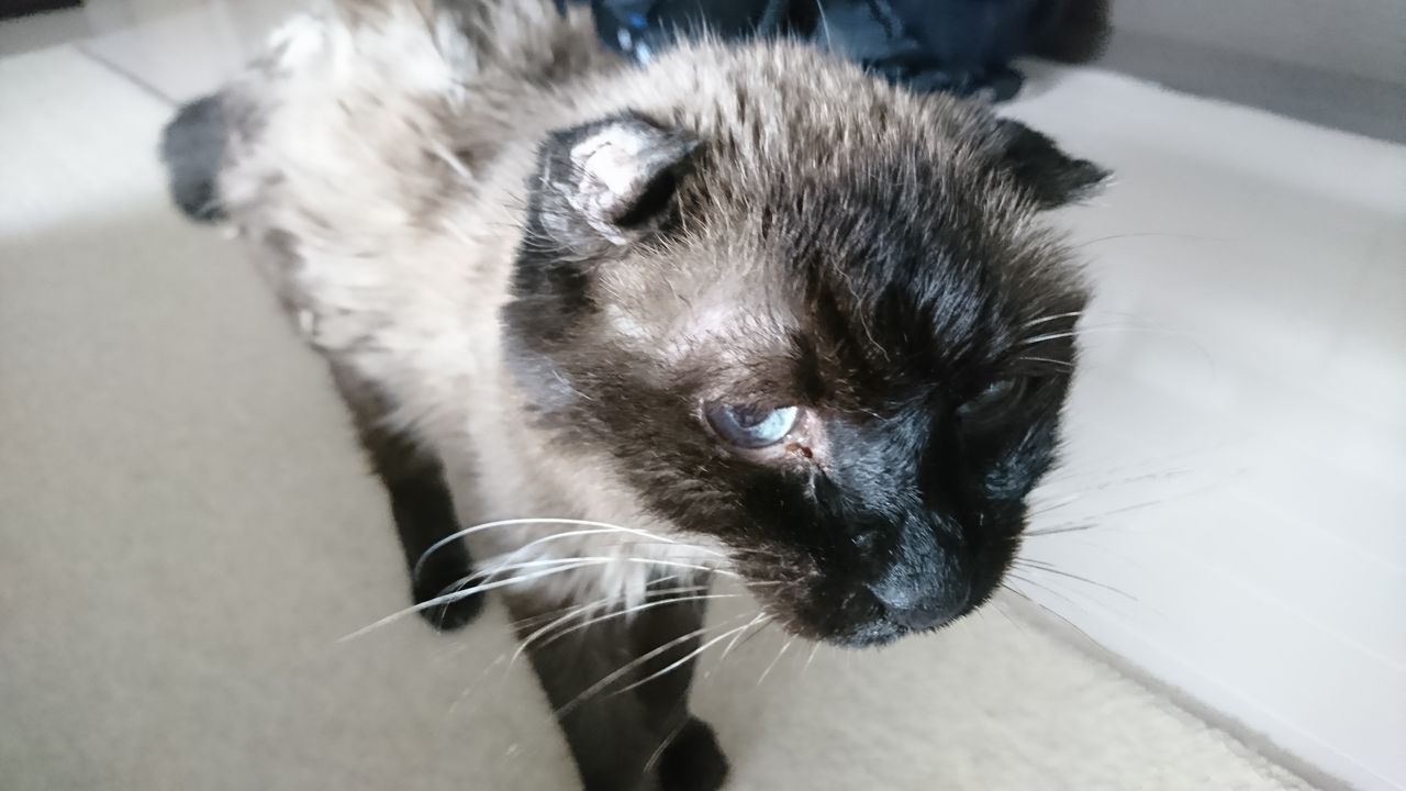 18年冬の家猫と親戚ハム 死亡フラグにご用心