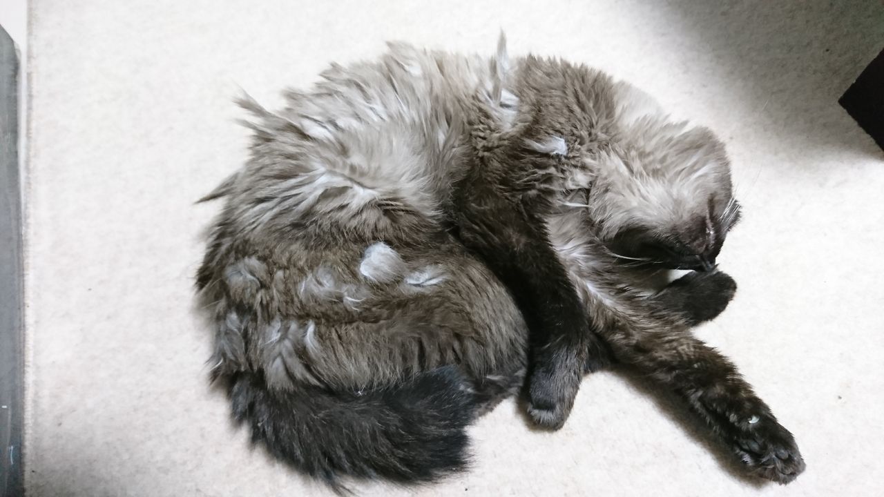 18年冬の家猫と親戚ハム 死亡フラグにご用心