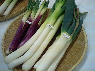葱セミナー 仮 本部の鈴木です