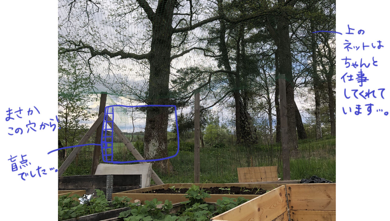 まさかの 鳥襲来 のんびりスウェーデン田舎暮らし