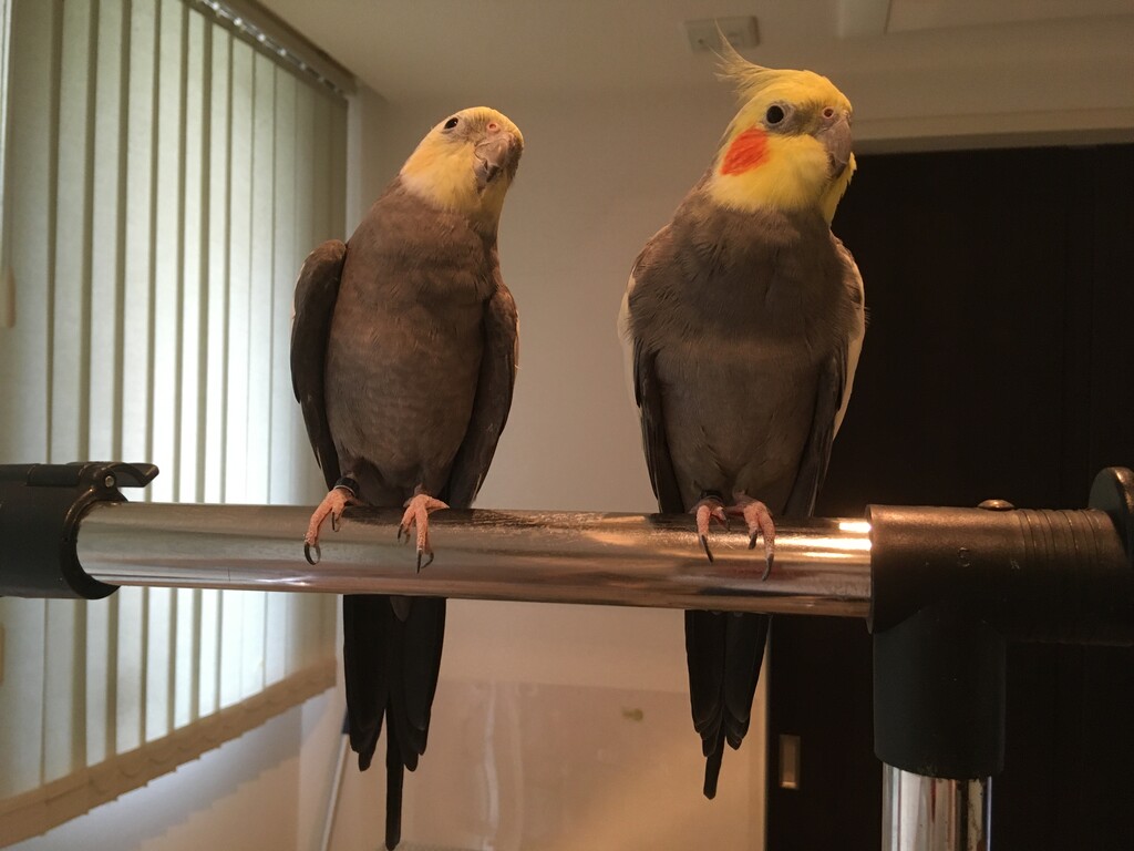オカメ ズのこのごろ ナンダカンダいっちゃ え っ