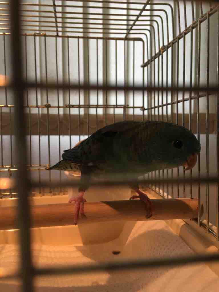 インコ帝国のこのごろ～2020年初夏 : ナンダカンダいっちゃ。え～っ♪