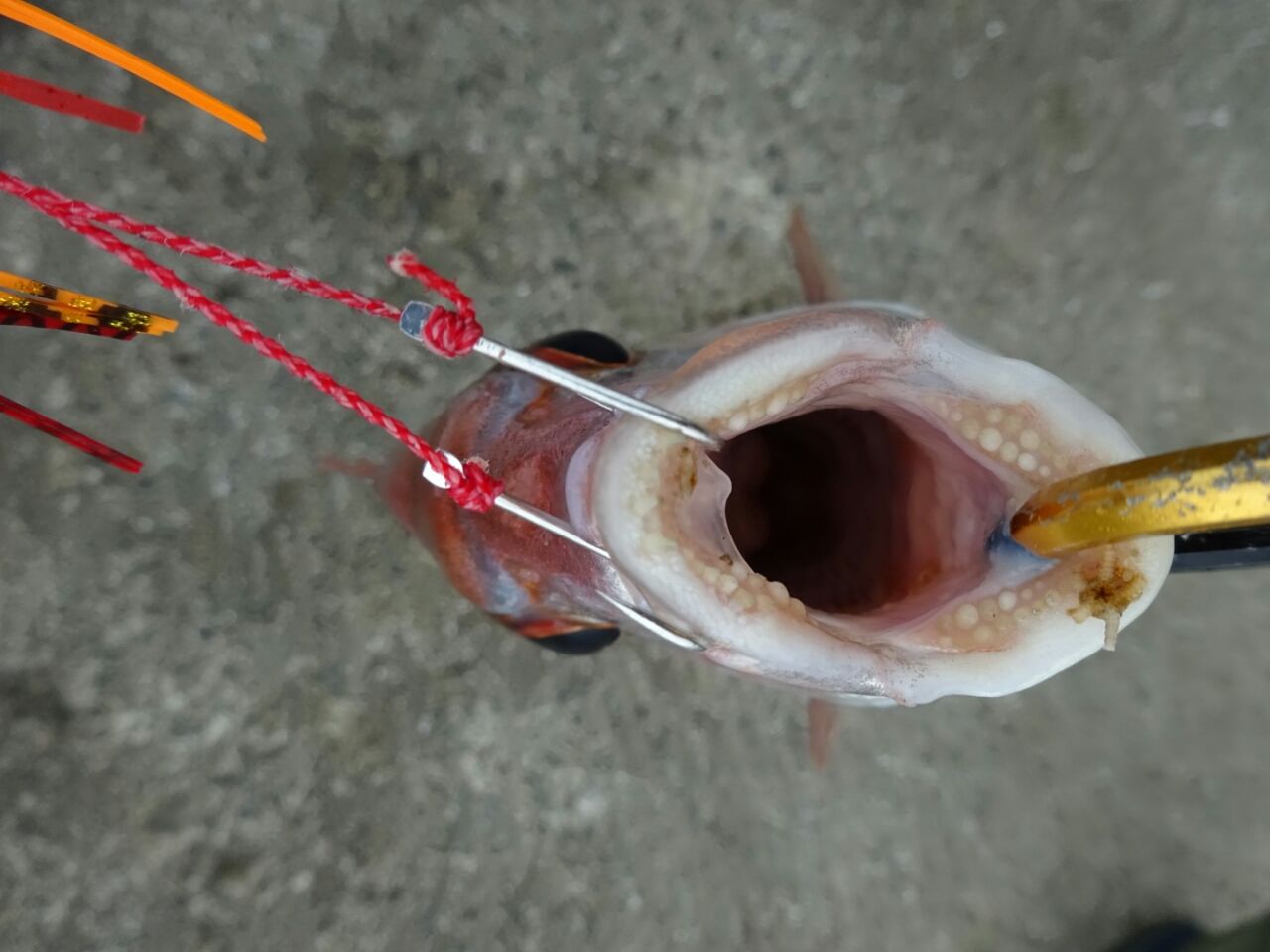 サクッと ガッシーのちゃんがら釣り日記 サクッと ガッシーのちゃんがら釣り日記