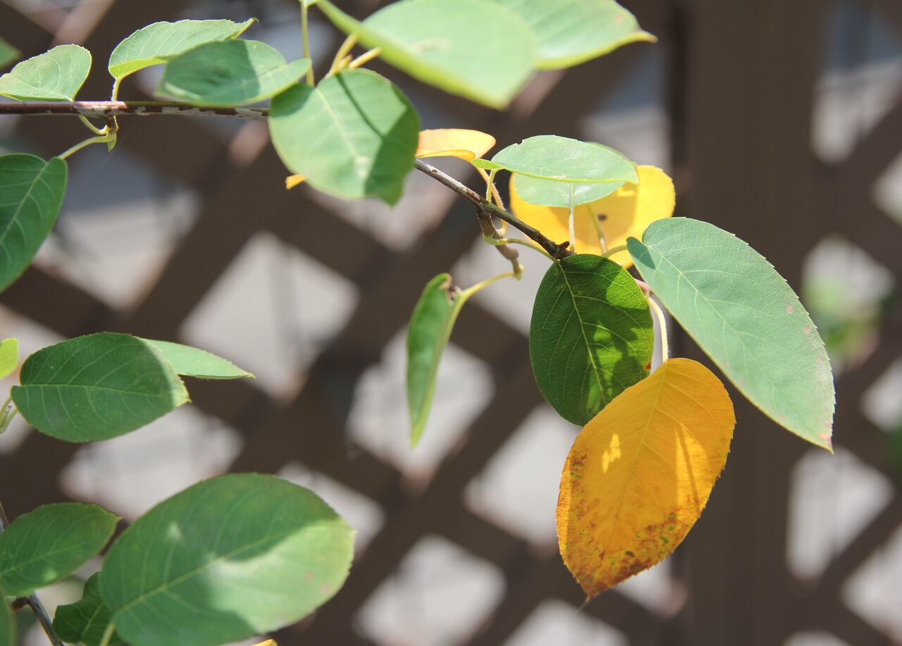 ｼﾞｭｰﾝ 葉が黄色いんだが ﾍﾞﾘｰ オッサンの庭 仮