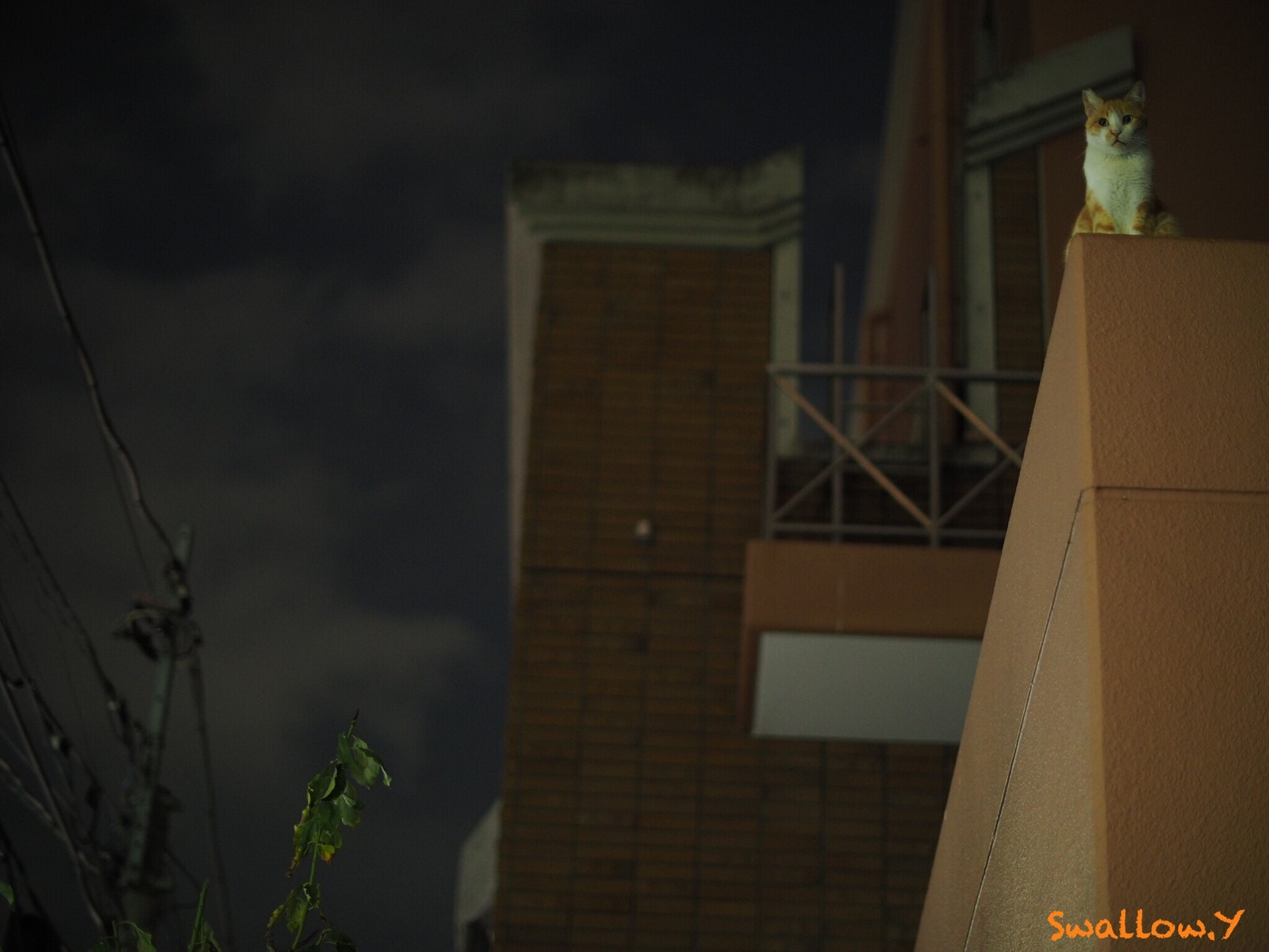 崇めよ どっこい生きてる 街は猫であふれてる