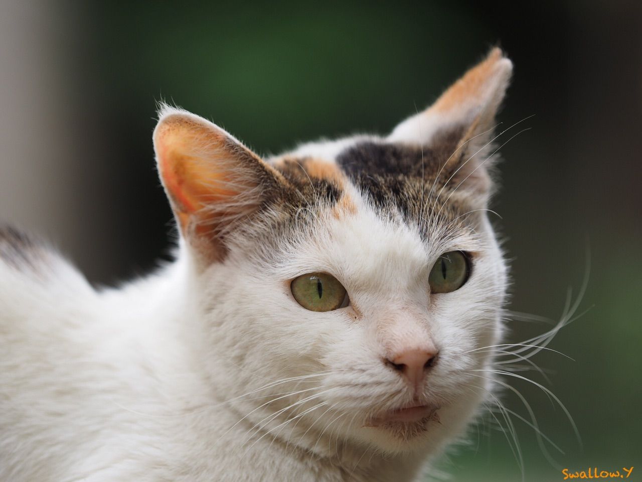 人間っぽい顔・・・ : どっこい生きてる 〜街は猫であふれてる〜