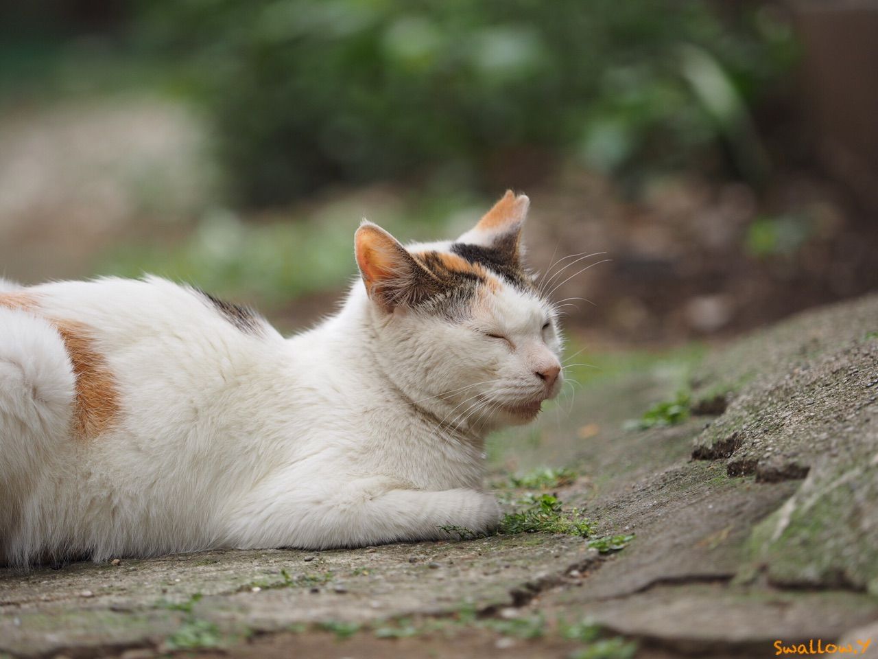 人間っぽい顔・・・ : どっこい生きてる 〜街は猫であふれてる〜