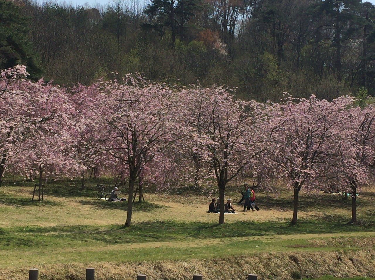 長岡市 悠久山公園 Sweet Life 新潟 長岡市 悠久山公園 Sweet Life 新潟
